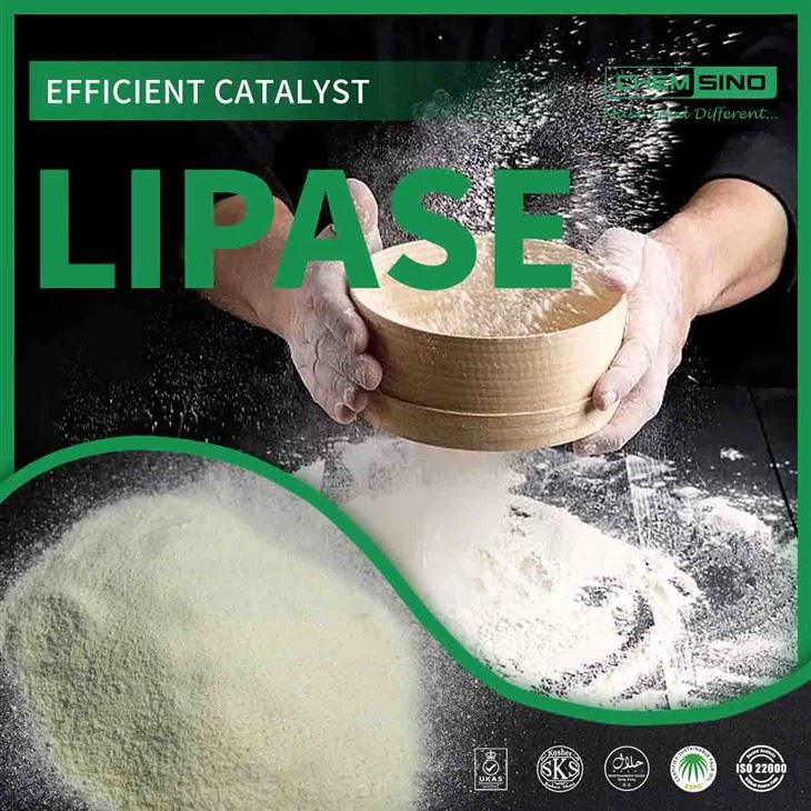 Darmfreundliches Leben beginnt hier: Vorteile des Lipase-Enzyms CAS-NR.:9001-62-1